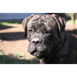 Cane Corso Stud in California