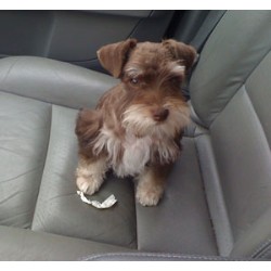 Miniature Schnauzer Stud in Texas
