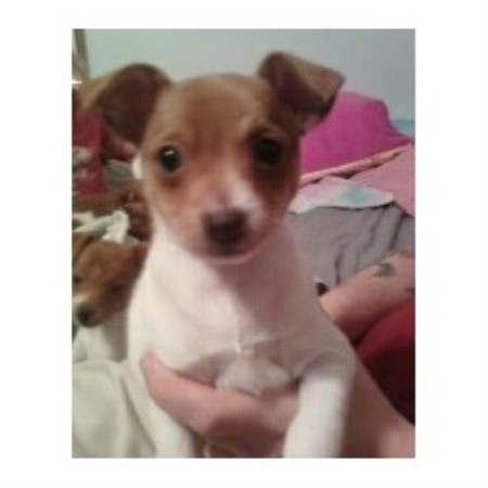 Rat Terrier Breeder in Powell, Tennessee