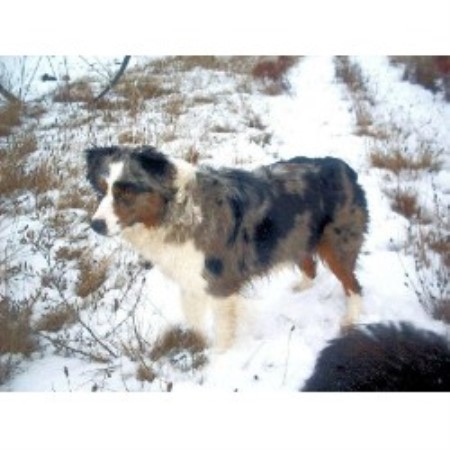 Miniature Australian Shepherd Breeder in Ellensburg, Washington