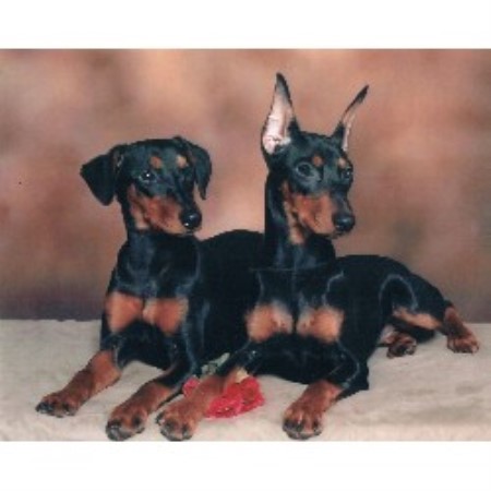 German Pinscher Breeder in Regina, Saskatchewan