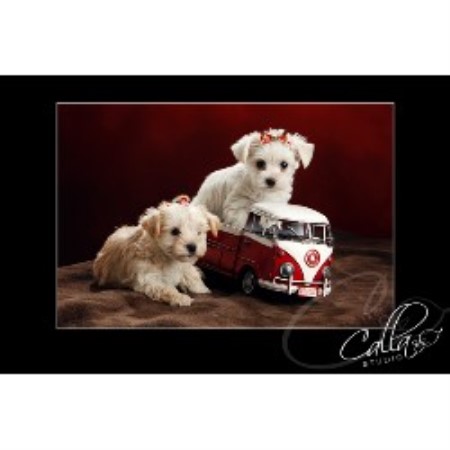 Schnoodle Dogs For Sale Gta Canada Schnoodle Dogs For Sale Gta Canada