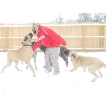Mastiff Breeder in Reynoldsburg, Ohio