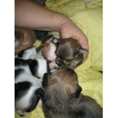 Brussels Griffon Breeder in Holiday, Florida