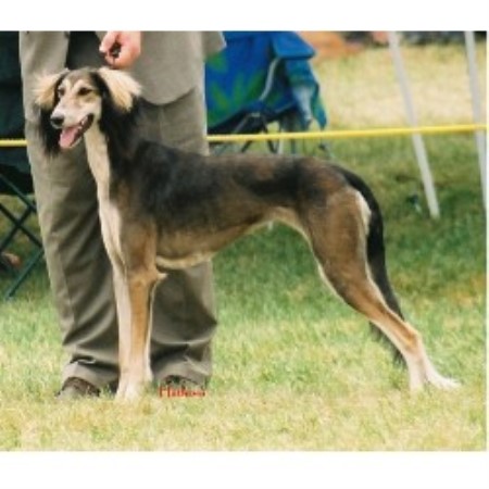 Saluki Breeder in Racine, Wisconsin