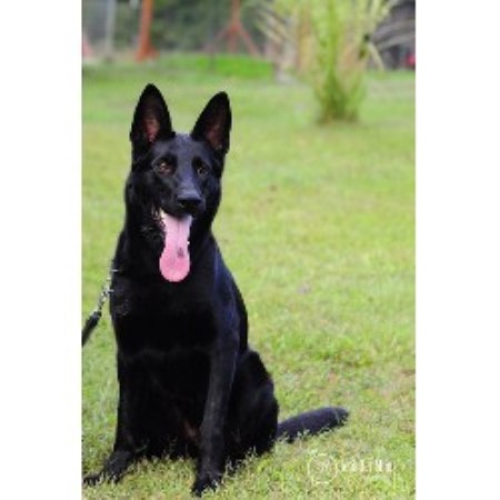 german shepherd puppies for sale in indiana conifer canine llc german shepherd breeder in petersburg indiana 47567 german shepherd puppies for sale in indiana conifer canine llc german shepherd breeder in petersburg indiana 47567