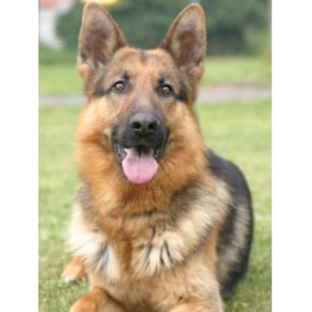 German Shepherd Dog Breeder in Spencer, Indiana