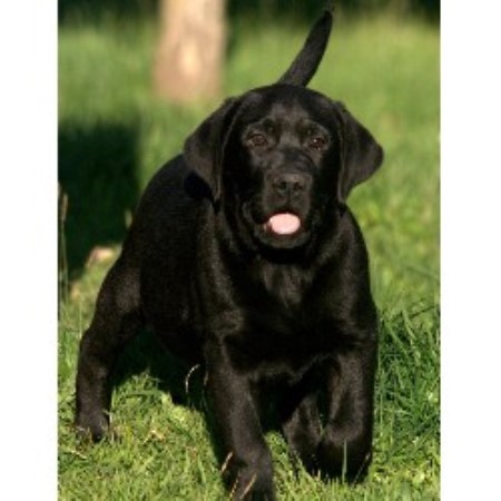 free lab puppies in washington state labrador retriever lab breeders in washington freedoglistings free lab puppies in washington state labrador retriever lab breeders in washington freedoglistings