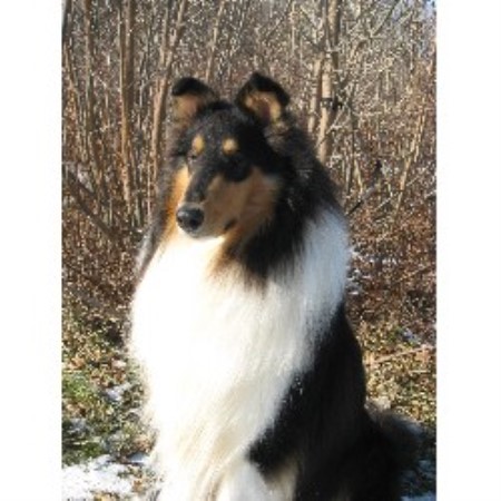 Collie Breeder in Ypsilanti, Michigan