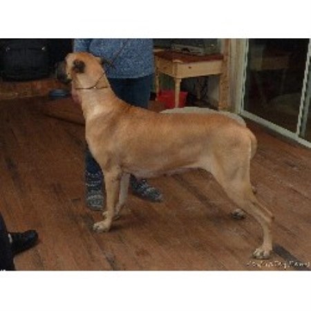 Great Dane Breeder in Milford, Delaware