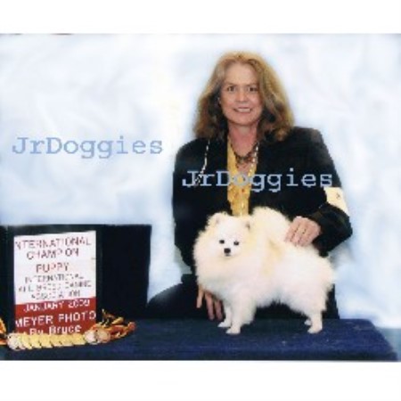 pomeranian rescue pittsburgh pomeranian breeders in pennsylvania freedoglistings breeds picture pomeranian rescue pittsburgh pomeranian breeders in pennsylvania freedoglistings breeds picture