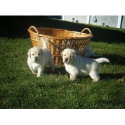 Labrador Retriever Breeder in Williamsport, Pennsylvania