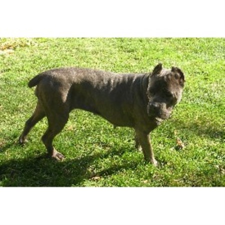 Cane+corso+dogo+argentino+mix