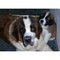 Saint Bernard Breeder in Alvin, Texas