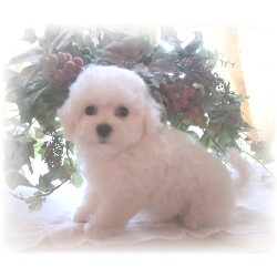 Bichon Frise Stud in Florida