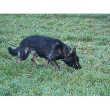 German Shepherd Dog Breeder in Campbell River, British Columbia