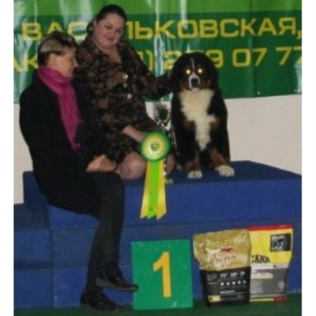 Bernese Mountain Dog Breeder in Kiev, Ukraina, Alabama