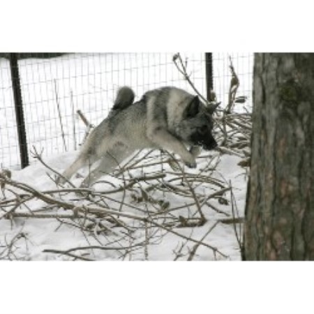 yorkie rescue columbus ga alpen elkhounds elkhound breeder in columbus wisconsin yorkie rescue columbus ga alpen elkhounds elkhound breeder in columbus wisconsin