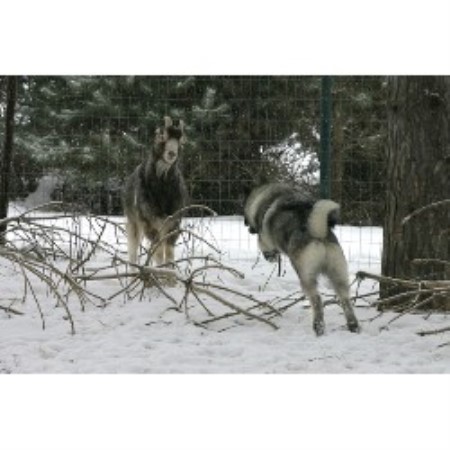 Norwegian Elkhound Breeder in Columbus, Wisconsin