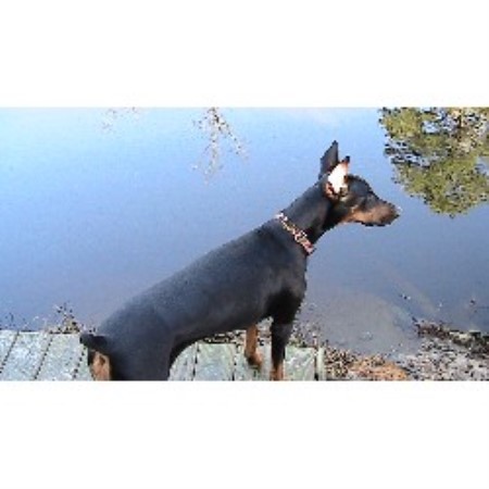 doberman puppies nc doberman pinscher breeders in carolina freedoglistings design breeds picture doberman puppies nc doberman pinscher breeders in carolina freedoglistings design breeds picture