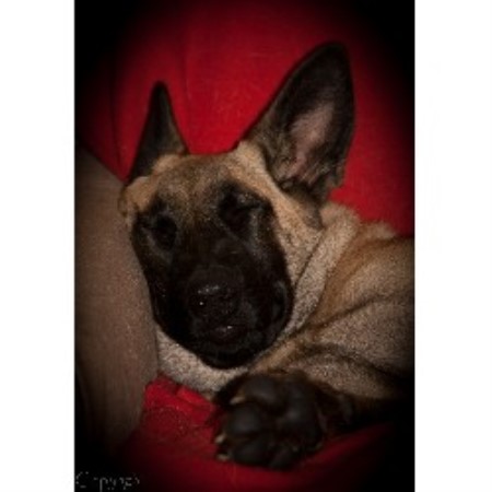 Puppy Malinois
