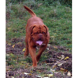 Dogue De Bordeaux Stud in Ontario