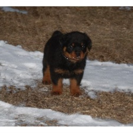 Rottweiler Breeder in Olaton, Kentucky