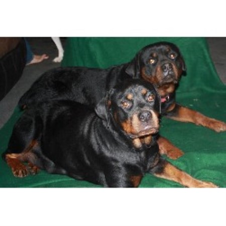 rottweiler rescue ky rottweiler breeder in rockwell carolina breeds picture rottweiler rescue ky rottweiler breeder in rockwell carolina breeds picture