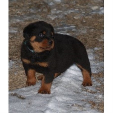 free puppies in oregon rottweiler rescue oregon breeds picture free puppies in oregon rottweiler rescue oregon breeds picture