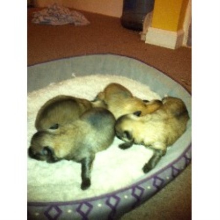 pomeranian breeders houston mock kennel lapdogs pomeranian breeder in houston arkansas listing id 17795 pomeranian breeders houston mock kennel lapdogs pomeranian breeder in houston arkansas listing id 17795