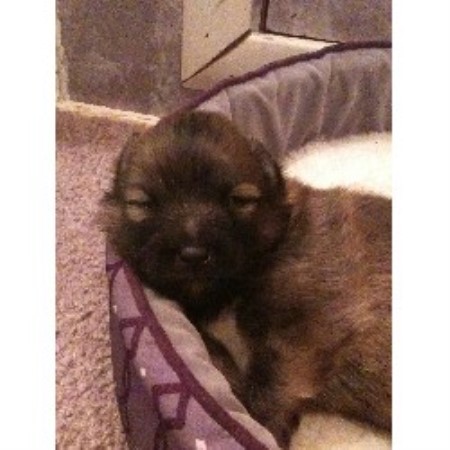 Pomeranian Breeder in Houston, Arkansas