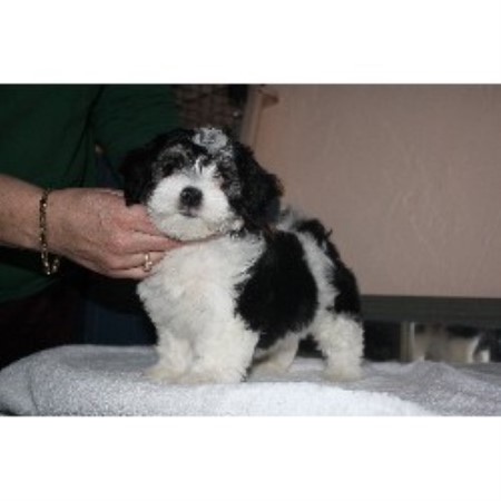 Havanese Breeder in Kittredge, Colorado