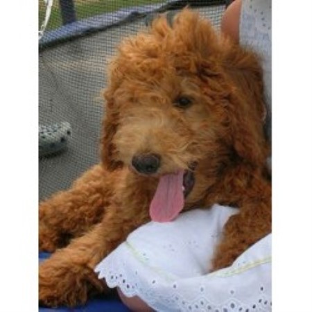 Mini goldendoodle breeders illinois