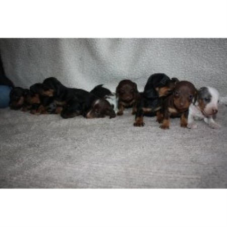 miniature dachshund puppies indiana pomsky puppies for sale in toronto canada pomsky picture breeds picture miniature dachshund puppies indiana pomsky puppies for sale in toronto canada pomsky picture breeds picture