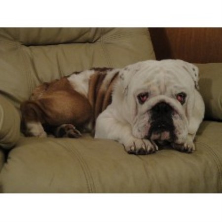 free bulldog puppies nc carolina elite bulldogs bulldog breeder in smithfield carolina free bulldog puppies nc carolina elite bulldogs bulldog breeder in smithfield carolina
