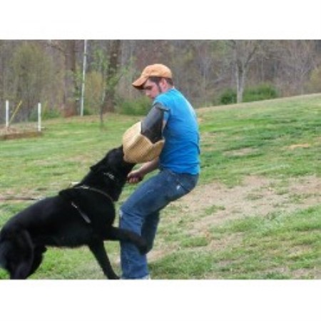 German Shepherd Dog Breeder in Shipman, Virginia