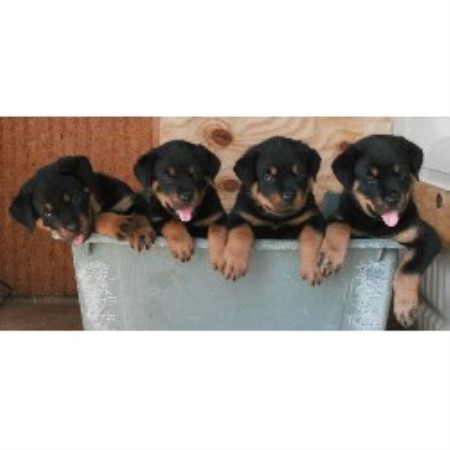 rottweiler rescue tn simmons rottweilers rottweiler breeder in mosheim tennessee listing id 17816 rottweiler rescue tn simmons rottweilers rottweiler breeder in mosheim tennessee listing id 17816