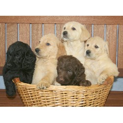 Labradoodle Breeder in Burtrum, Minnesota
