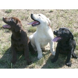 Labrador Retriever Breeder in Burtrum, Minnesota