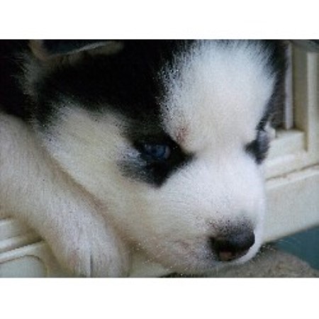 Siberian Husky Breeder in Denham Springs, Louisiana