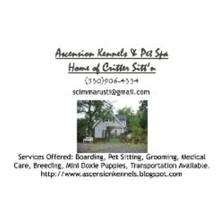 Dachshund Breeder in Pilot Hill, California