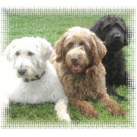Labradoodle Breeder in Dardanelle, Arkansas