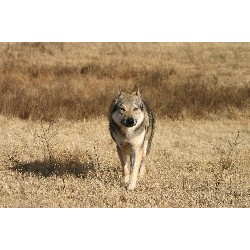 Cane Corso Breeder in Elgin, Oklahoma