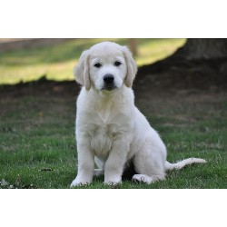 Golden Retriever Breeder in Chelsea, Alabama