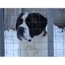 Saint Bernard Stud in Saskatchewan