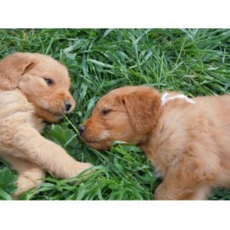 Goldendoodle Breeder in Pine Valley, California