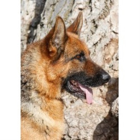 German Shepherd Dog Breeder in Wellington, Nevada
