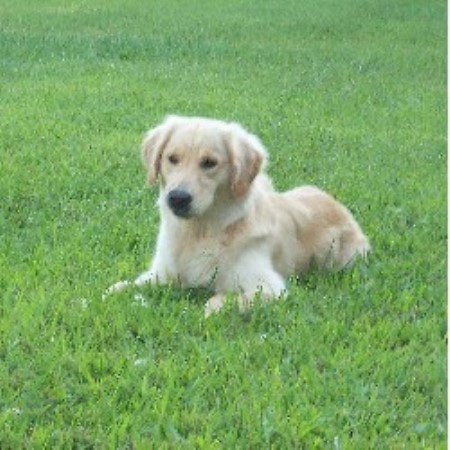 golden acres golden retrievers pinewood acres golden retriever breeder in hagerstown maryland golden acres golden retrievers pinewood acres golden retriever breeder in hagerstown maryland