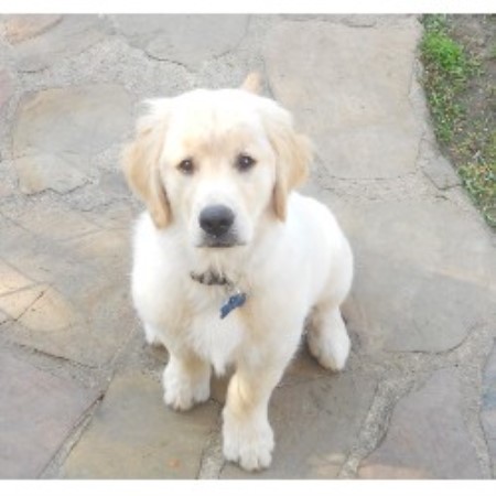 golden retriever rescue idaho golden retriever breeders in idaho freedoglistings breeds picture golden retriever rescue idaho golden retriever breeders in idaho freedoglistings breeds picture