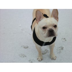 French Bulldog Stud in New Jersey